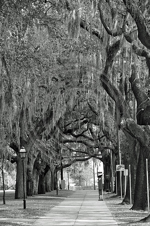Emmet Park Trees