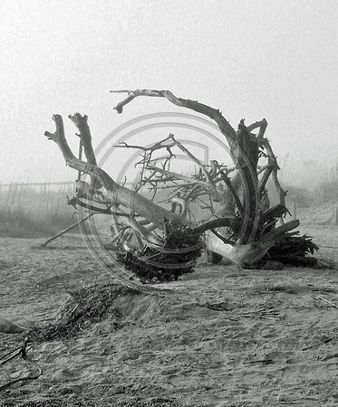 Foggy Driftwood