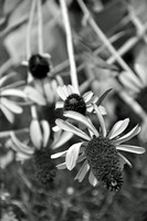 Coneflower