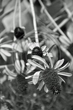 Coneflower