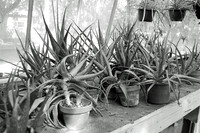 Crazy Aloe