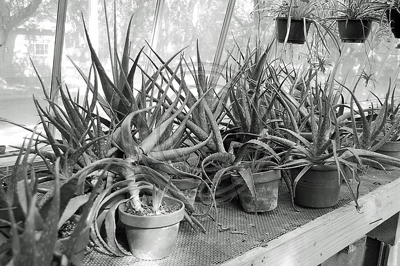 Crazy Aloe