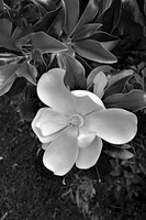 Flowers and plants , Low country
