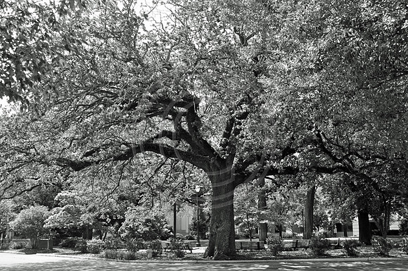 Telfair Square