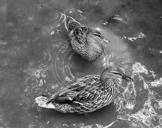 Double Ducks