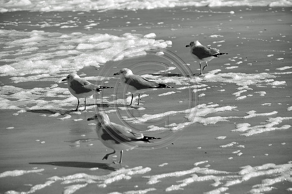 Birds and Seafoam