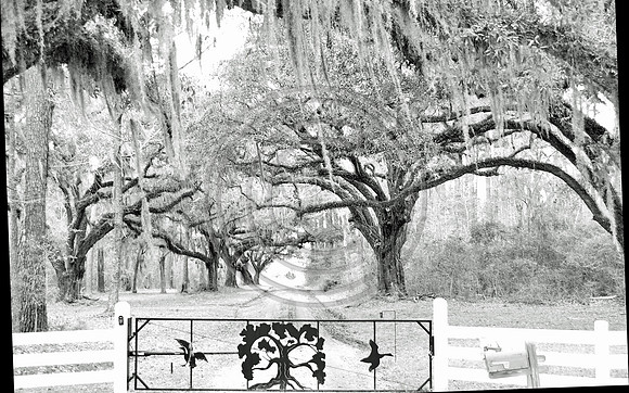Oak  Tree Road and Gate
