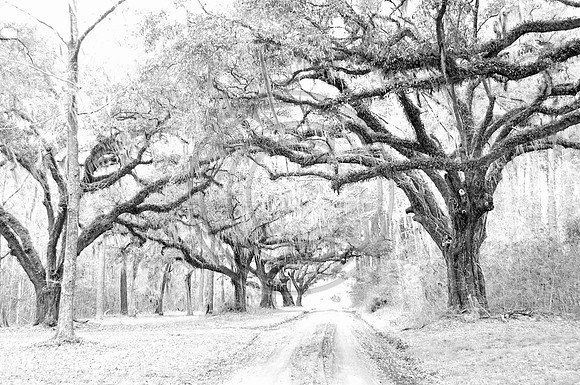 Oak Tree Road