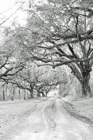 Oak Tree Road #2