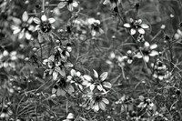 Daisies