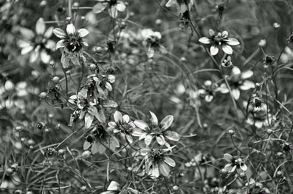 Daisies