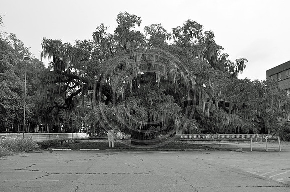 Candler Oak: Oldest tree in Savannah