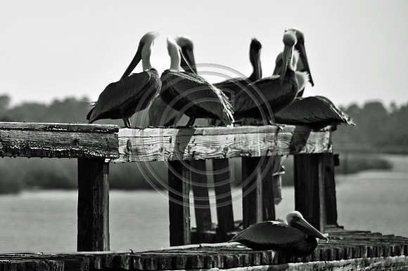 Pelicans