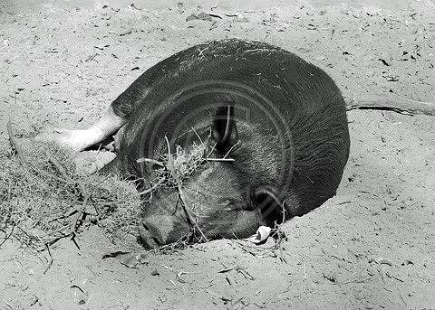 Lazy Day Pig