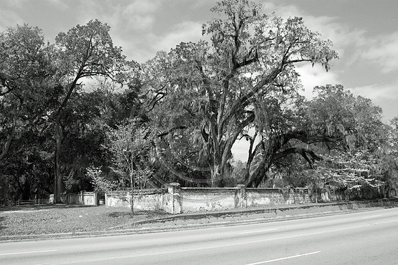 Trees with Spanish Moss