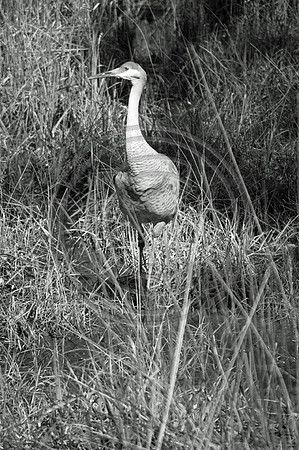 Blue Heron