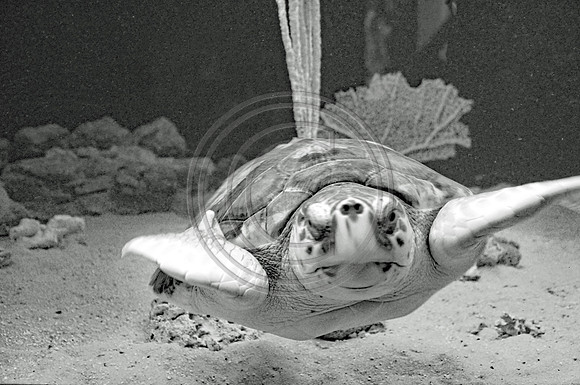 Sea turtle