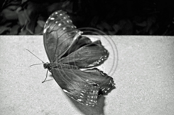 Single butterfly
