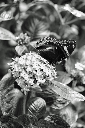 Butterfly with flower