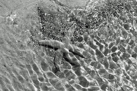 Starfish under Water