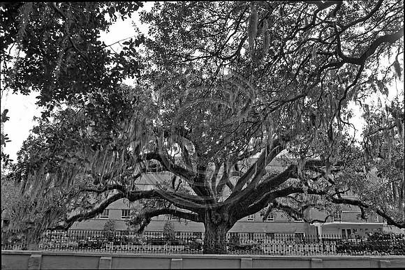 Candler oak #2