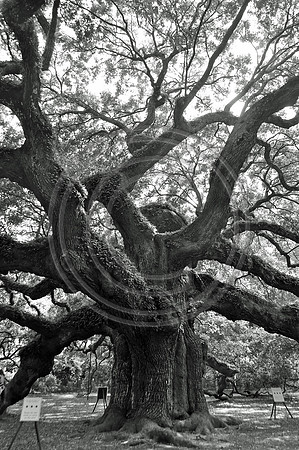 The Angel Oak