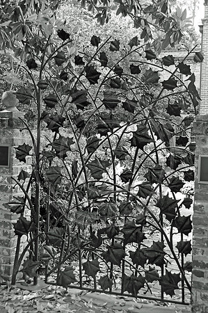 Wrought Iron Leaf Gate