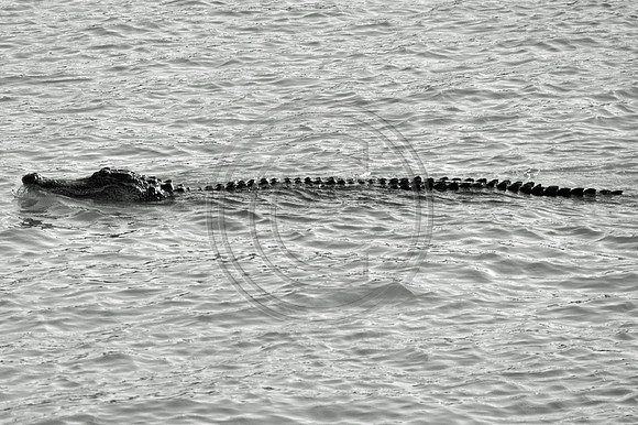 Gator in River