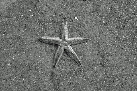 Starfish on Sand