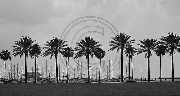 Palm tree Border