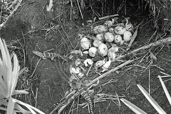 Alligators Hatching