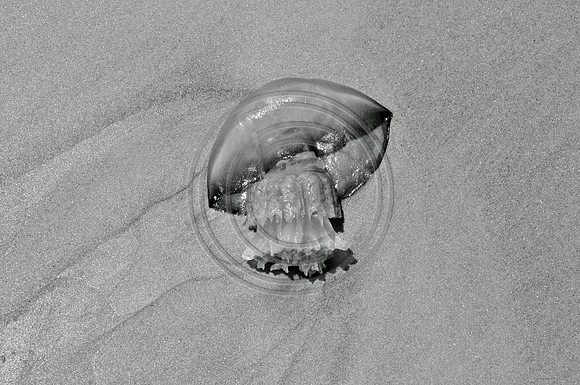 Jelly fish on Sand