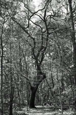 Crazy tree