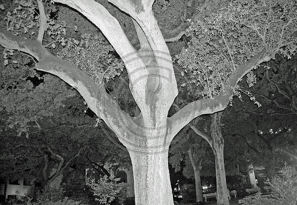 Tree on Bull St.
