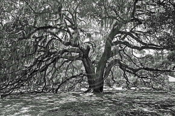 Majestic Oak