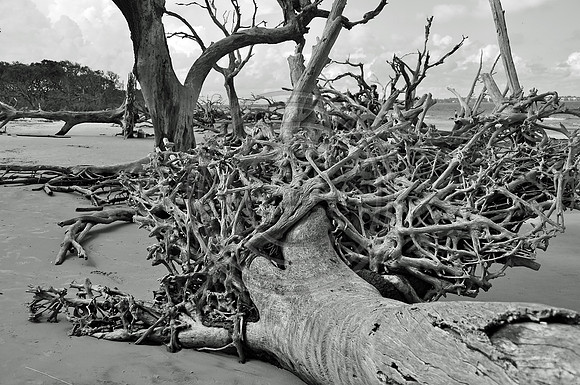 Tree Root Driftwood