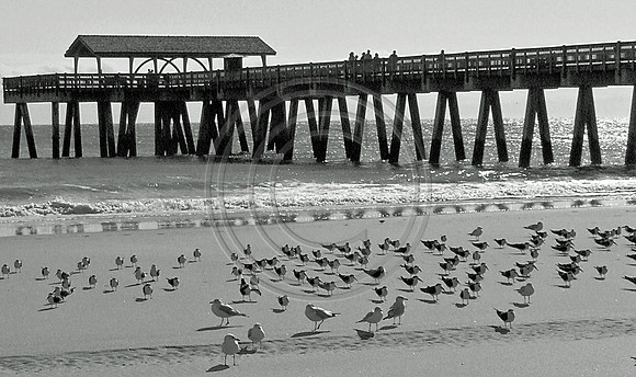 Pier with birds