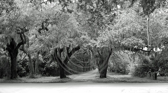 Bethesda Trees