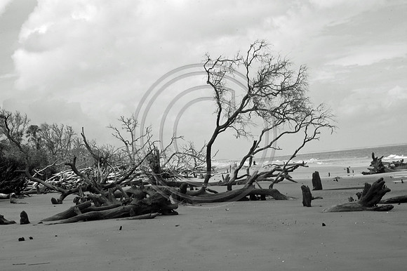 Driftwood Beach