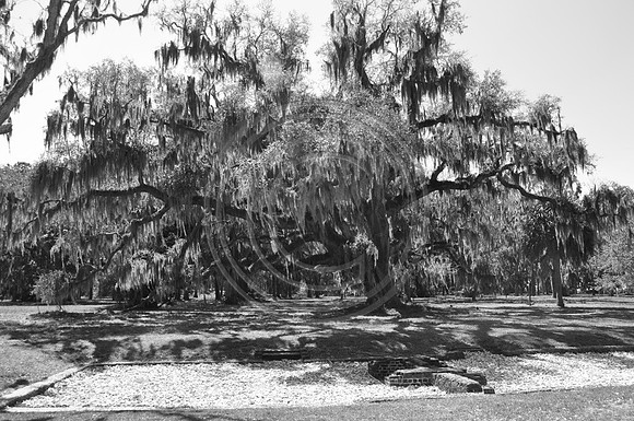 St. Simons Trees