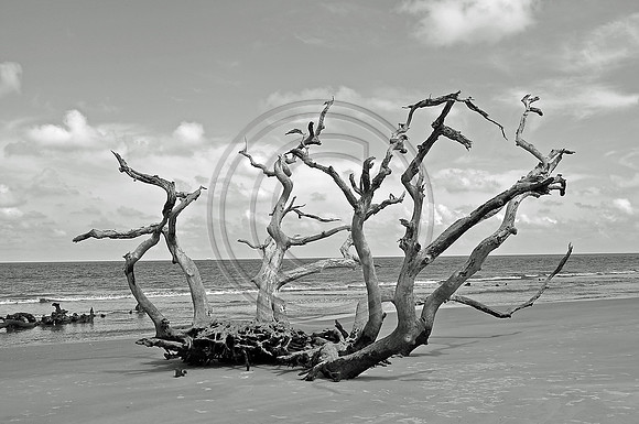 Driftwood