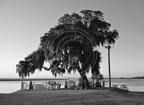 Daufuskie Oak