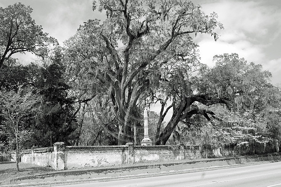 Trees and monument